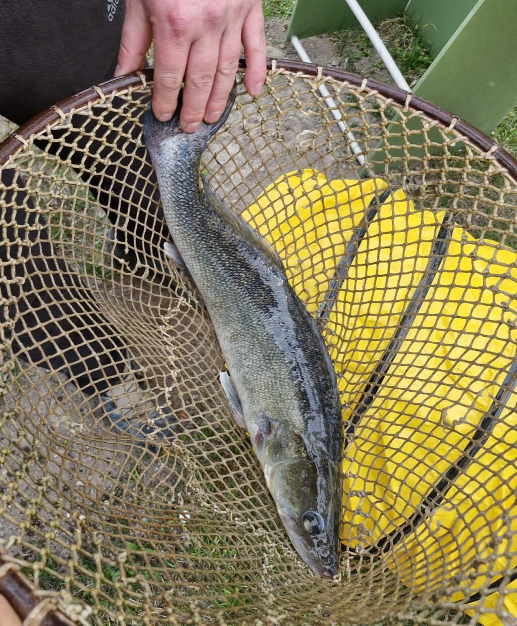 Besatz mit Zander